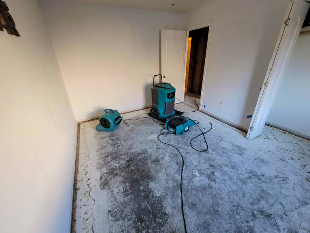 Best Mold removal after water damage  in Kingsland, TX