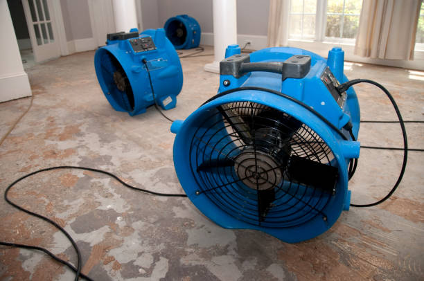 Best Mold removal after water damage  in Kingsland, TX